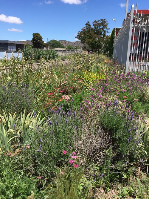 Paisajismo en area colindante a linea de tren
