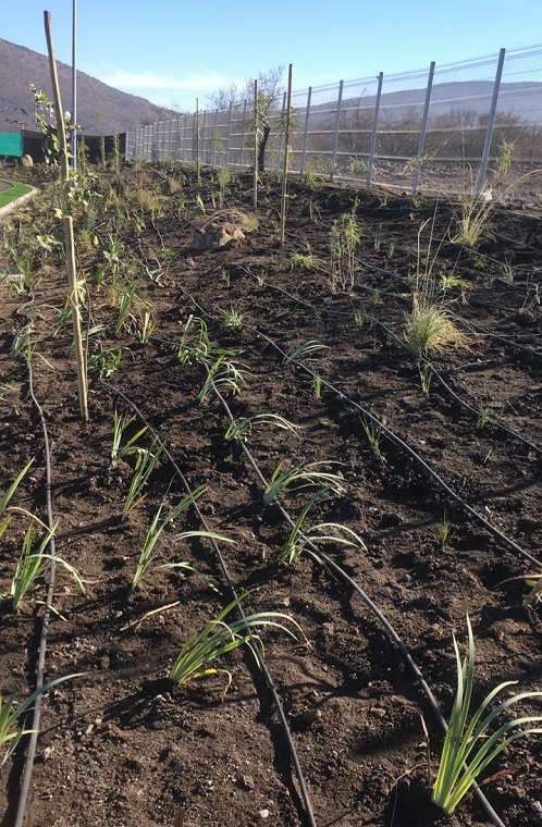 Plantacion y riego talud estadio en pendiente