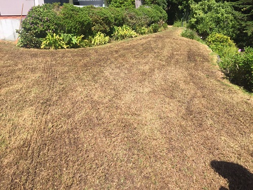 Verticotre y Sobresiembra